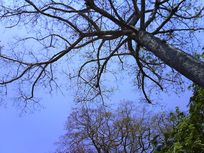 Pohon Rangdu