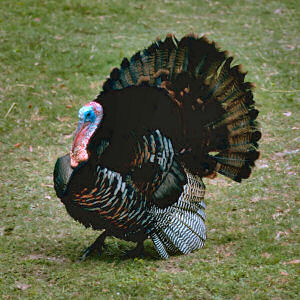 [wild_turkey.jpg]