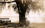 Is this heaven...no it's just a tree swing <3