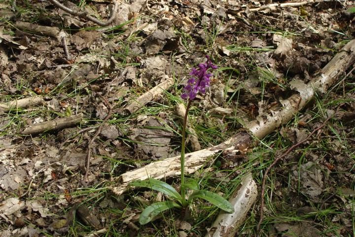 EARLY PURPLE ORCHID