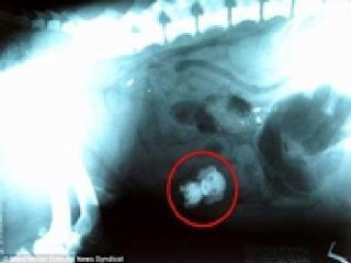 Udayana Vet Clinic: Anjing Di Dalam Anjing