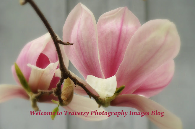 Welcome to Traversy Photography Blogs
