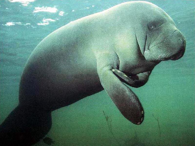 [manati01.jpg]