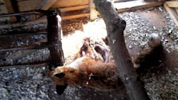 fox chickens kill coop death eats sky revenge into cannibal brain boy crept plucky sneaky weird got