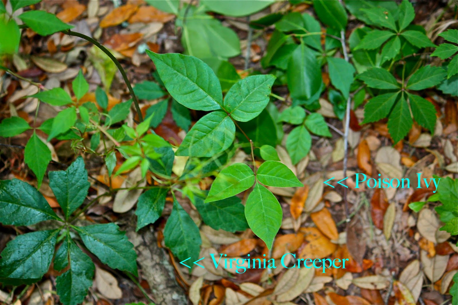 Identify the Plant | The Poison Ivy, Poison Oak, Poison ...