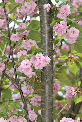 sakura tree fruit ornamental flowers bark