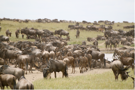 Serengeti- Nyumbu