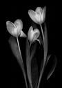 Persis Tulip Putih... Melambai lembut, bersih bercahaya