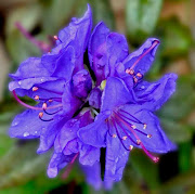 Blue Baron Rhododendron in Bloom (blue baron rhododendron cr copyright chrisazimmer)
