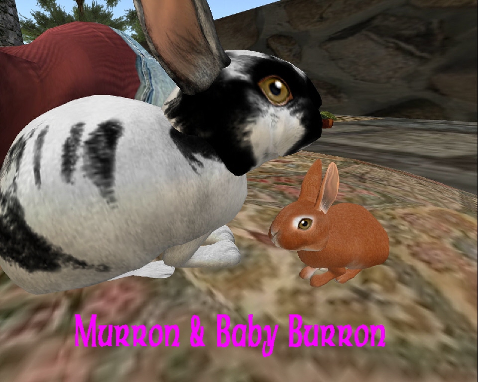 [Bunny+Murron+&+Baby+Burron.jpg]