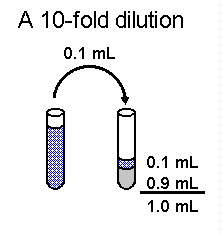 dilution serial