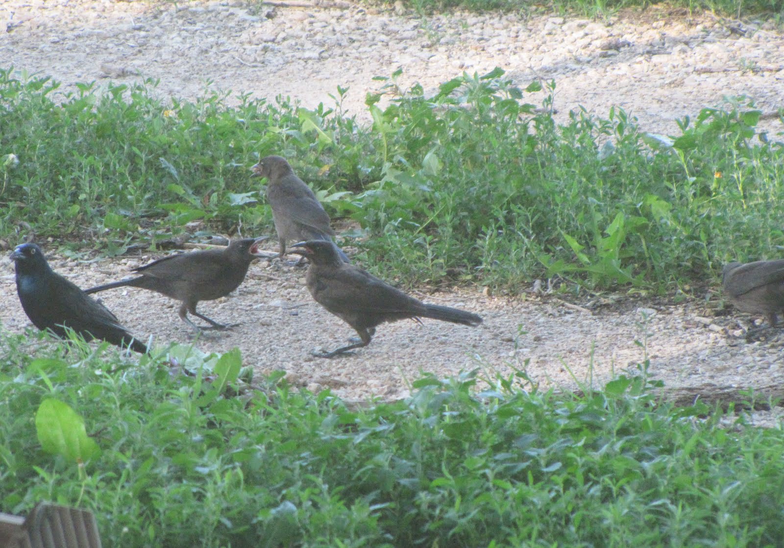 Mary's Be a GoodDog Blog Baby Grackles Are Seriously Scary