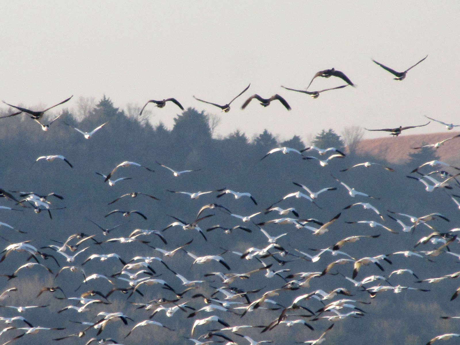 Best Discovering Love Kansas Great for Viewing Migrating Geese