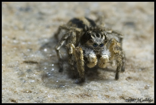 macroinstantes: 2007