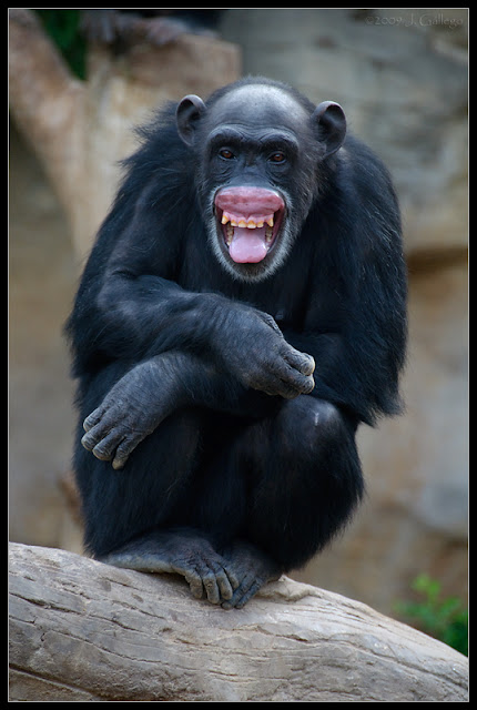 macroinstantes: Fotos del concurso de grandes primates