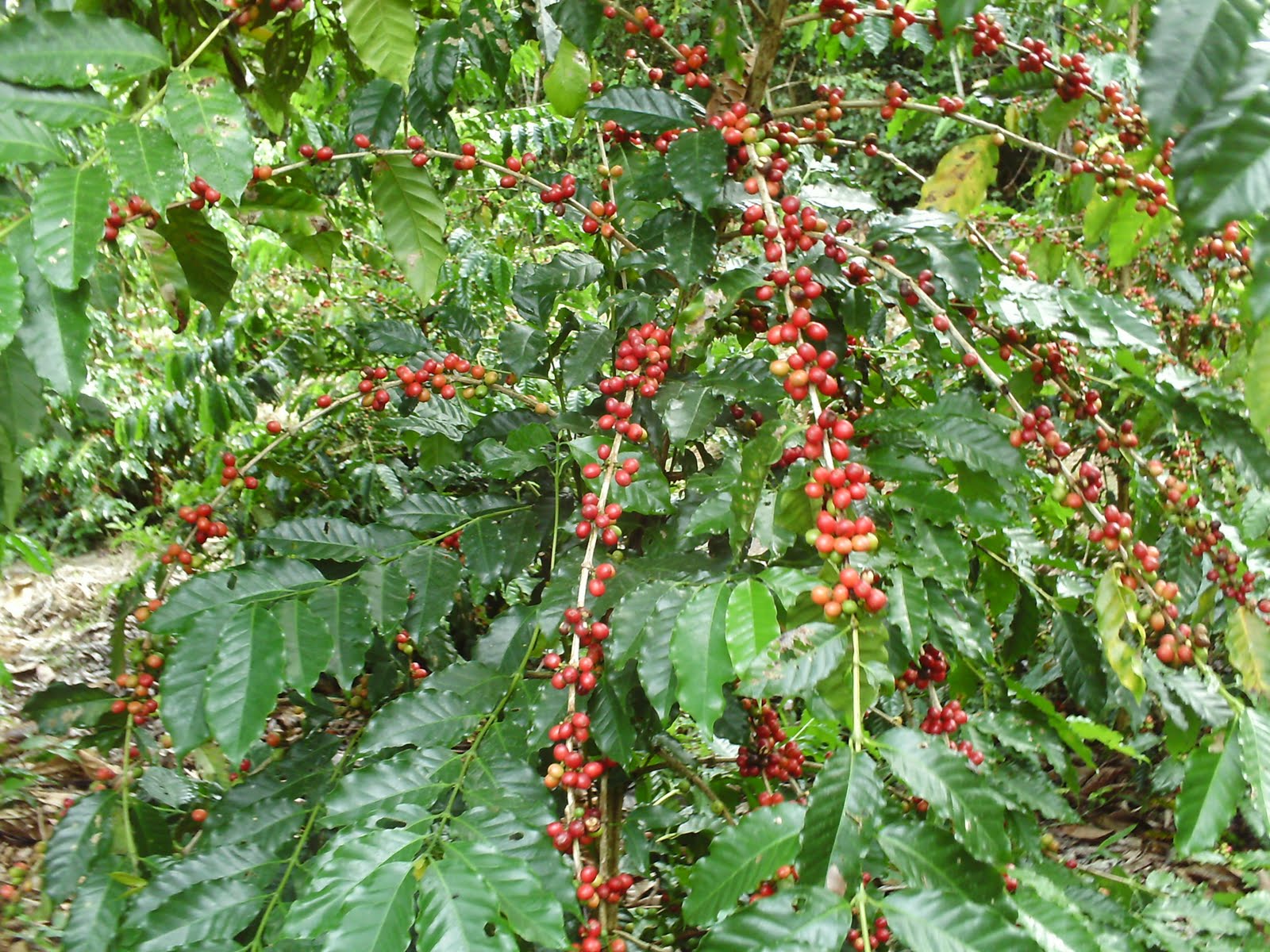 Qualidade de Vida no Campo A cultura do café