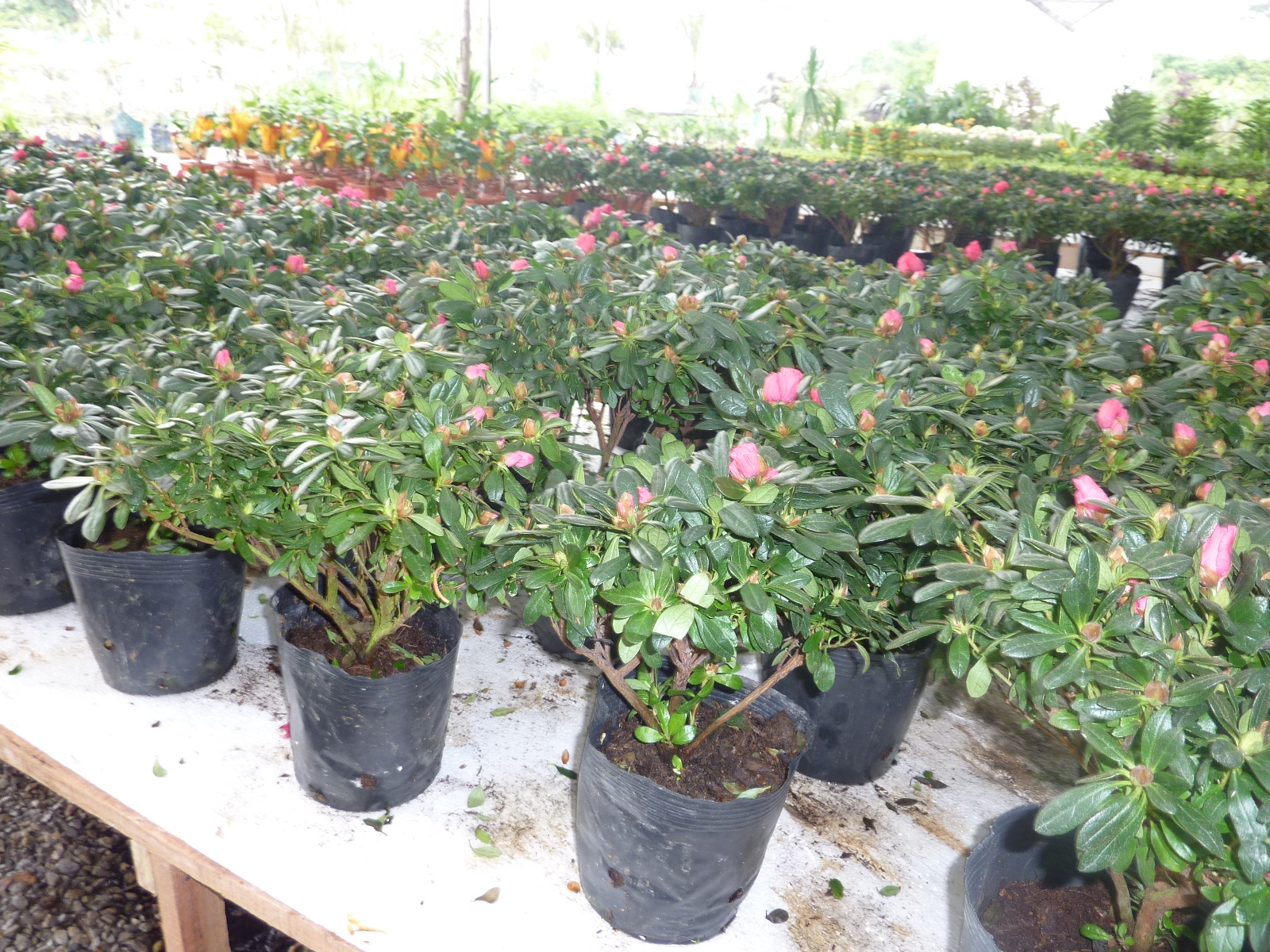 chinese new year lime plants