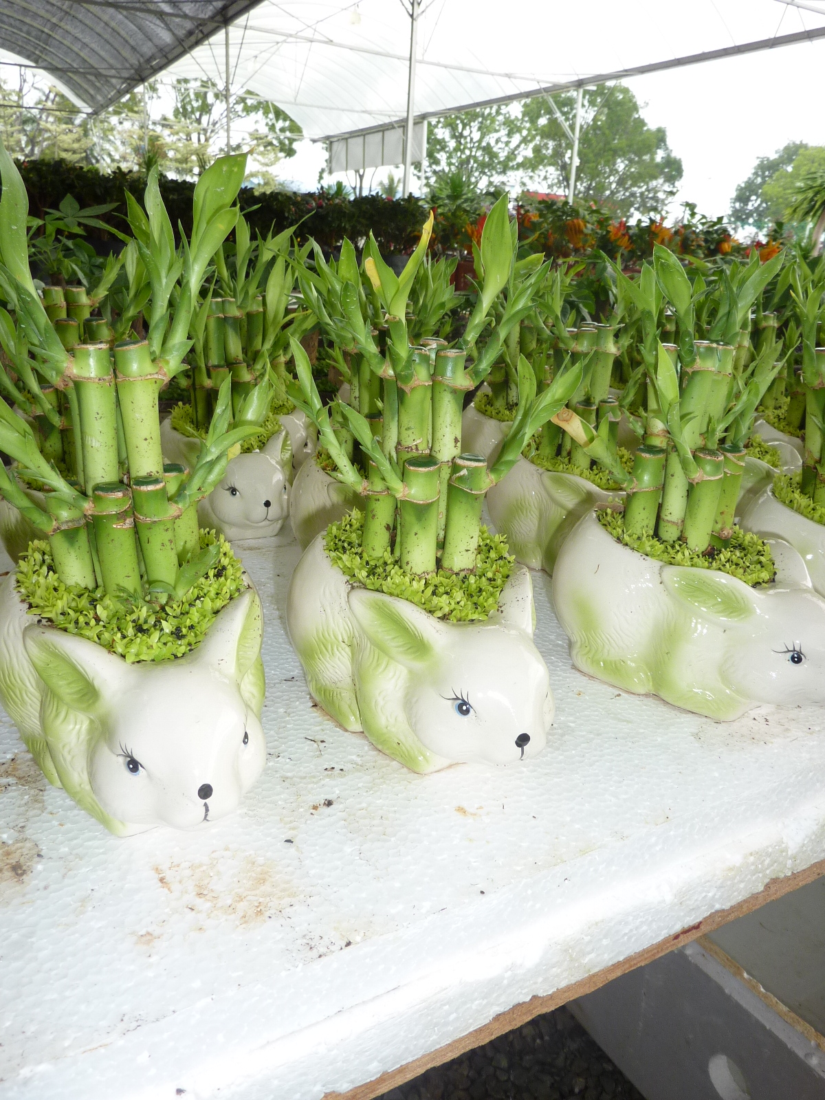 My City Landscaping Sdn Bhd: Mandarin Lime Tree For Chinese New Year 2011