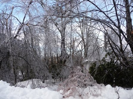 [icy+trees.jpg]