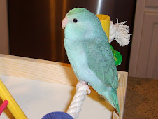 Roxy the Parrotlet