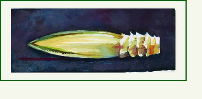 [chicory2.jpg]