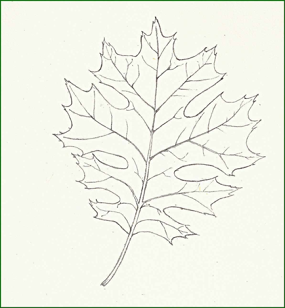 [scarlet+oak.jpg]