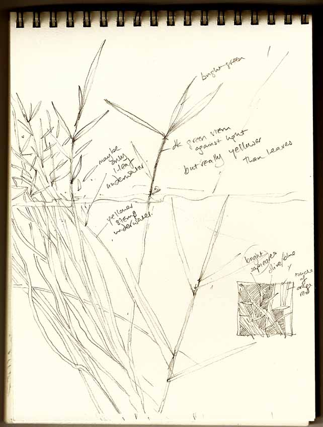 [marsh+grass.jpg]