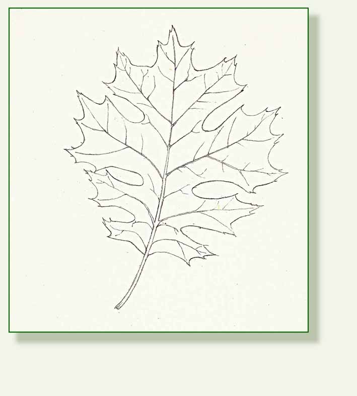 [scarlet+oak+2.jpg]