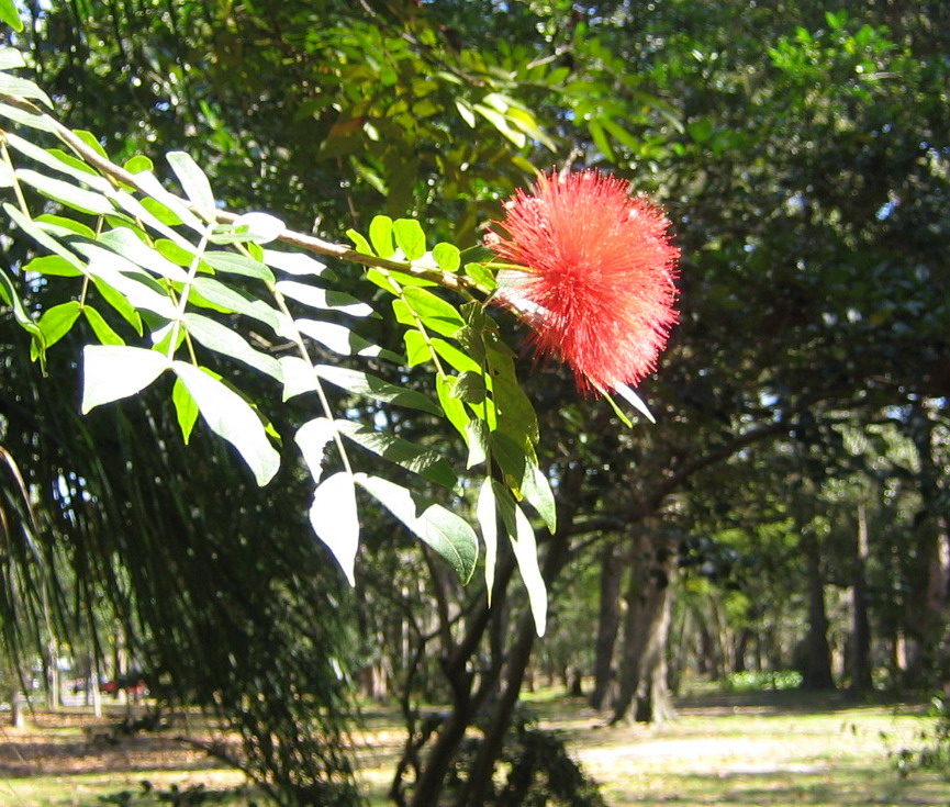[powder+puff+tree.jpg]