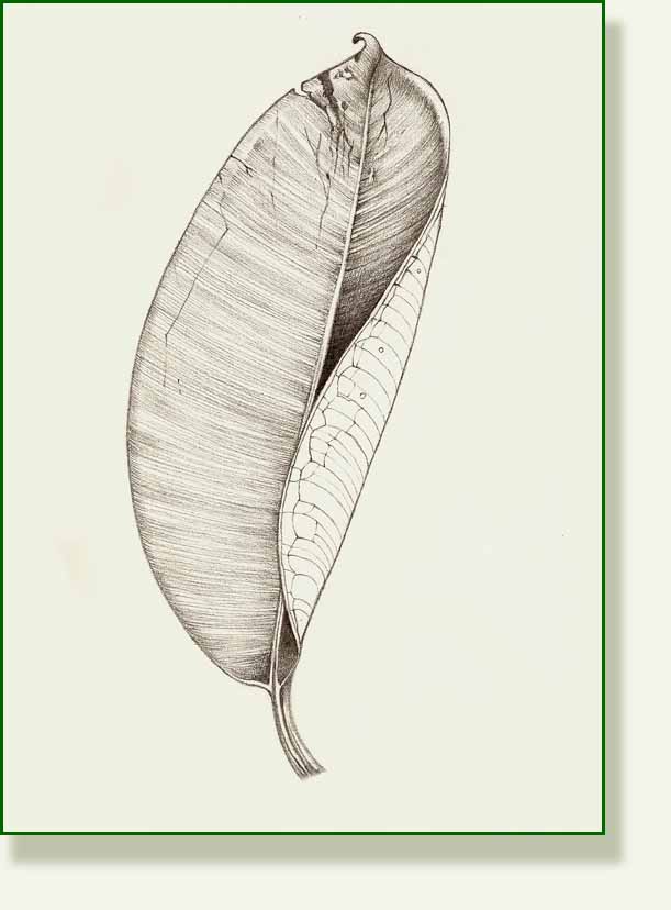 [Ficus+elastica.jpg]