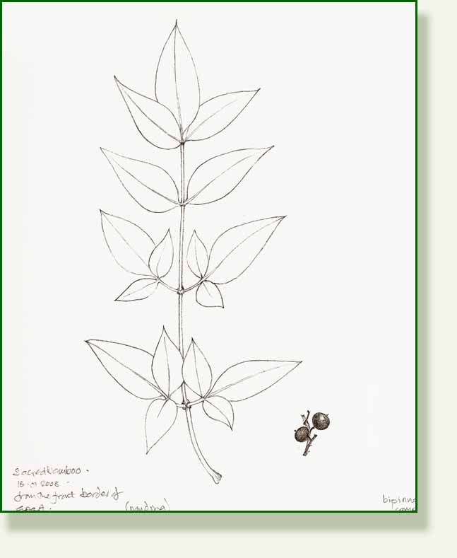 [sacred+bamboo+nandina.jpg]