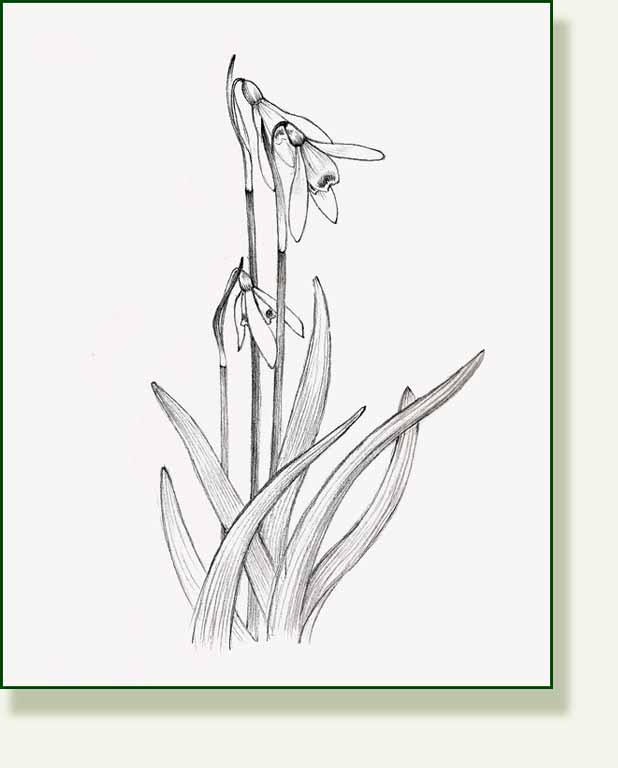 [snowdrop3.jpg]