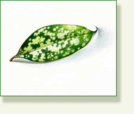 [spotty+leaf.jpg]