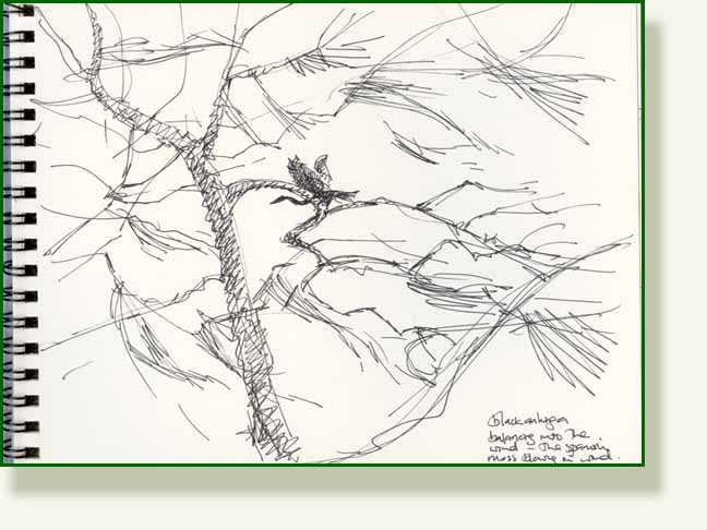 [bird+tree.jpg]