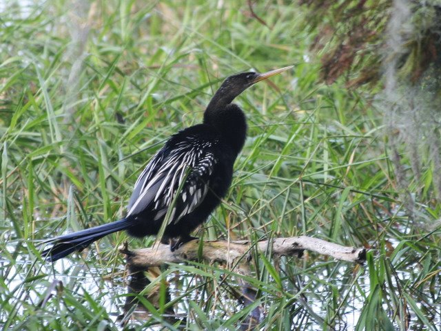 [anhinga+kraft.jpg]