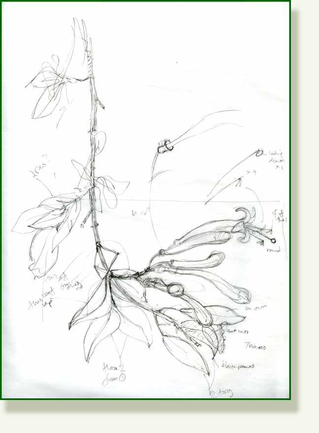 [honeysuckle+sketch.jpg]