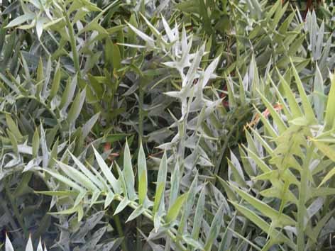 [horridus.jpg]