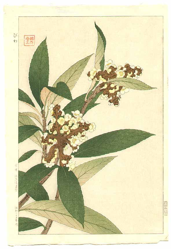 [loquat+japanese.jpg]