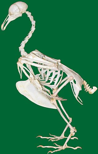 [Bird_Skeleton.jpg]