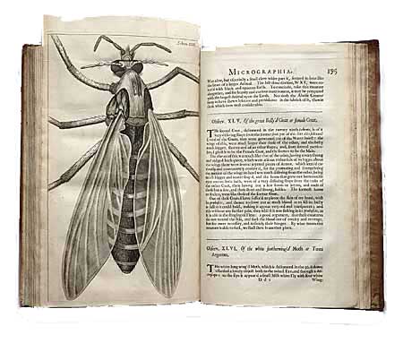 [gnat_fill_050201.jpg]