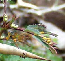 [ants+and+acacia.jpg]