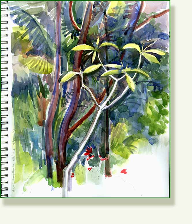 [frangipani+sketch+1.jpg]