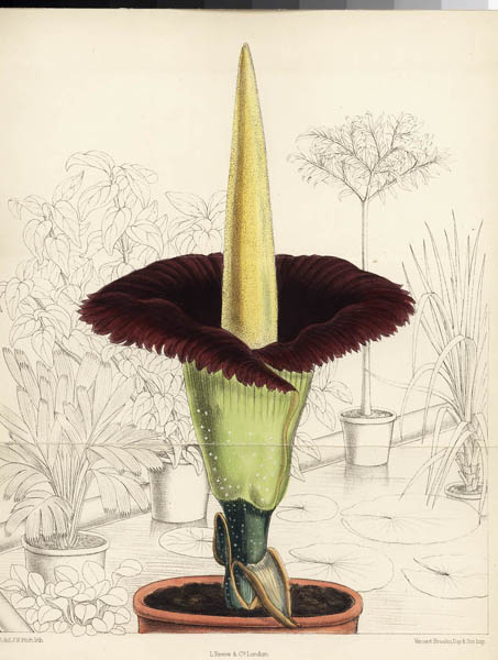 [flowersm.jpg]