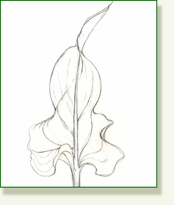 [calla+sketch.jpg]