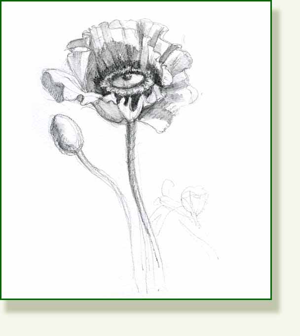 [poppy+bw.jpg]