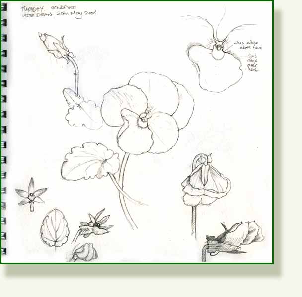 [pansy+sketch1.jpg]