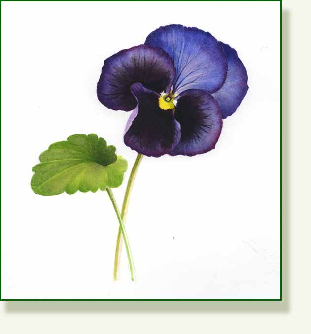 [pansy+11.jpg]