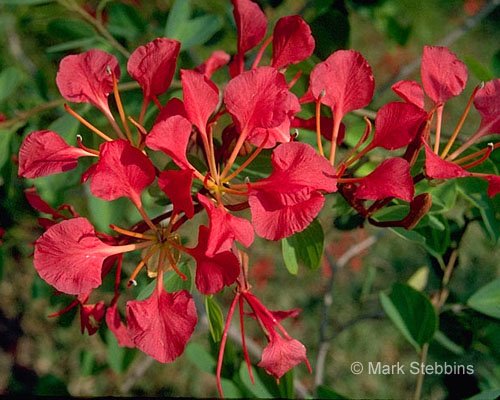 [Bauhinia%20galpinii.jpg]