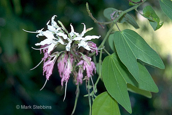 [Bauhinia%20divaricata.jpg]