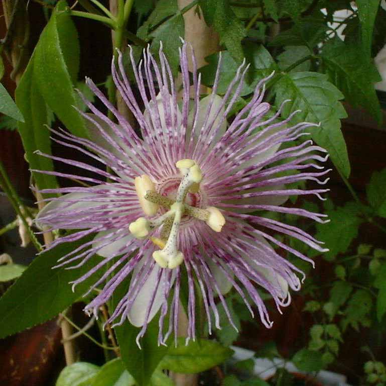[maypop2.jpg]